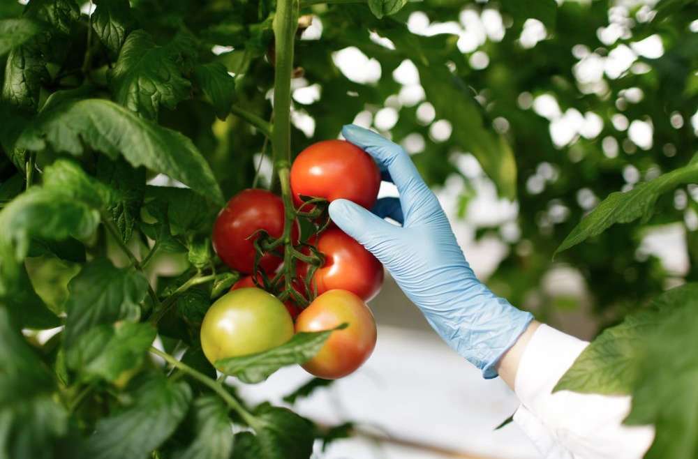 Frutas e legumes de qualidade superior: Como identificar para atrair clientes exigentes?