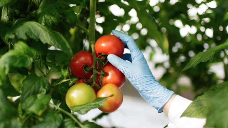 Frutas e legumes de qualidade superior: Como identificar para atrair clientes exigentes?